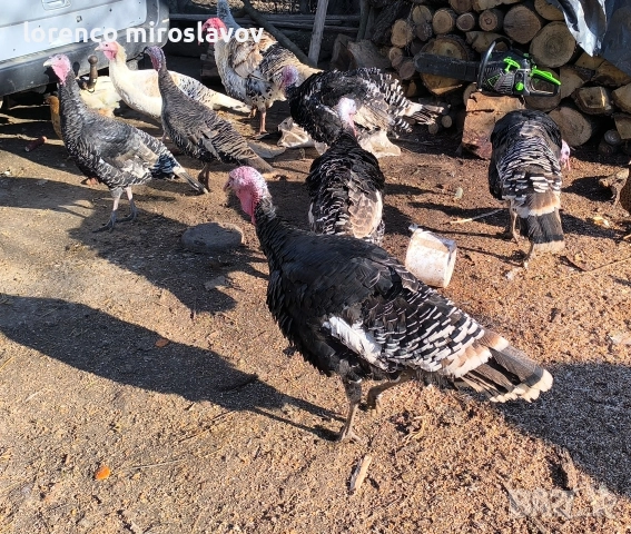 Продавам Пуийки, снимка 5 - Кокошки и пуйки - 52790020