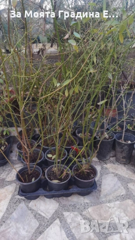 Боровинки няколко сорта , снимка 6 - Градински цветя и растения - 53744175