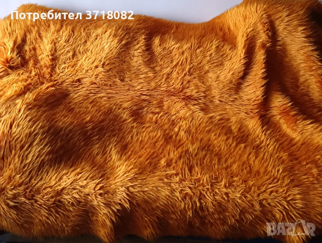 Два оранжеви китеника