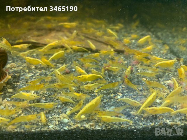 Жълти скариди, Yellow Shrimps, снимка 1 - Рибки - 40658195
