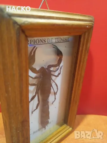 ЛЯТНА ЦЕНА Препариран ЧЕРН СКОРПИОН, снимка 4 - Други - 48124888