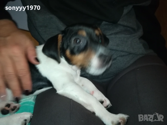 АЗ СЪМ КИКИ ОТ ВИДИН-ДЖАК НА 3 МЕСЕЦА-ВАШЕТО КОЛЕДНО КУТРЕ 3011251706, снимка 12 - Джак ръсел териер - 52594050