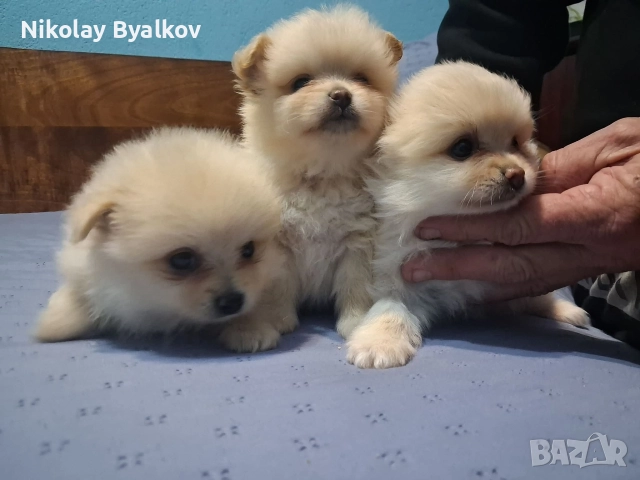 продавам малки кученца 2 момчета и 1 момиче Шпиц померан , снимка 2 - Ветеринари и услуги - 52885712