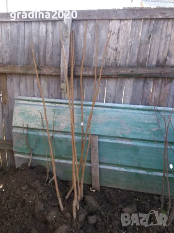 Райска ябълка Фую, снимка 4 - Разсади - 48346258