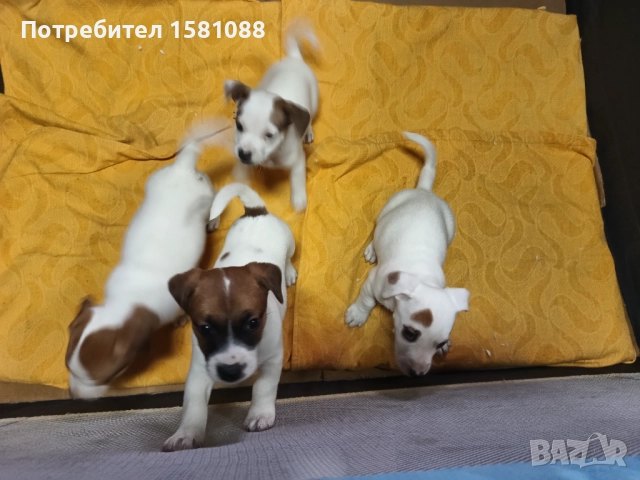 Джак Ръсел мини, снимка 4 - Джак ръсел териер - 52918387