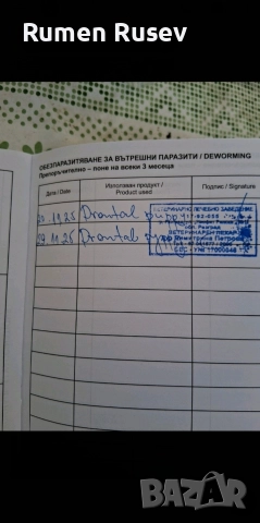 Продавам Чихуахуа женско , снимка 12 - Чихуахуа - 52933508