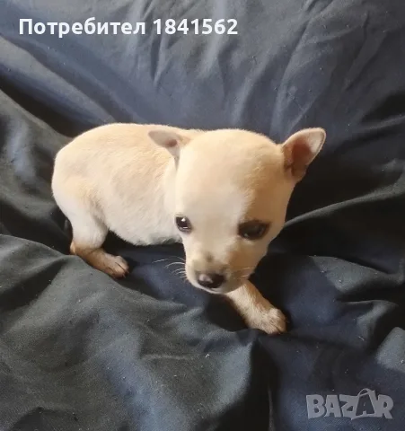 Продава се мъжки пинчер 