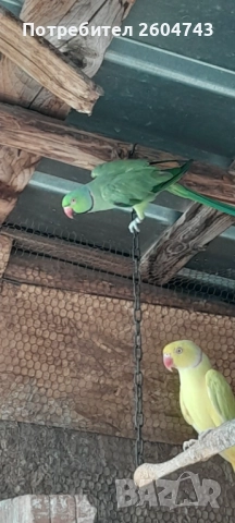 Продавам различни видове папагали , снимка 17 - Папагали - 52892178