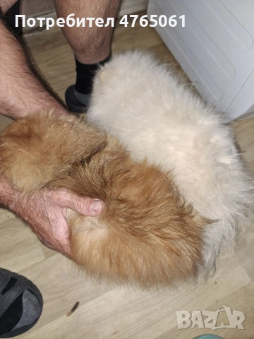 Померан малък шпиц момичета, снимка 13 - Померан - 53839680