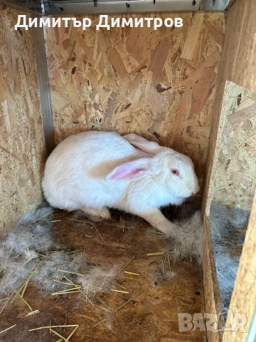 Зайци за месо и разплод, снимка 17 - Други - 50191126