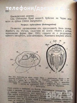 Зоология: Анатомия и систематика на безгръбначните животни, снимка 5 - Антикварни и старинни предмети - 56138172