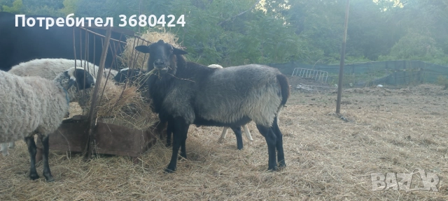 Романовски кич на 2 години , снимка 1