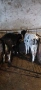 Продавам 2бр мъжки телета , снимка 6