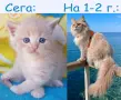 Сибирче, сибирска котка, сибирски котенца, сибирско коте, хипоалергично, момче крем, снимка 10