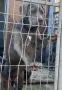 Американско Були Ххл American bully XXl , снимка 2