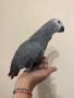 Ръчно хранен папагал Жако, снимка 6
