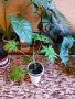 Индрише, лезетра големи растения и разсад, снимка 10