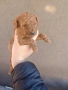 Пудел Той apricot , снимка 2