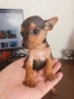 Мъжки мини пинчер, снимка 1