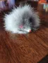 комплект играчки за коте, снимка 5
