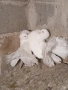 Продавам гълъби *, снимка 1