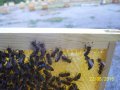Оплодни сандъчета за пчелни майки, за четери семейства, снимка 4