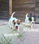Джак Ръсел Териер , снимка 4