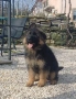 дългокосмести немски овчарки, снимка 3