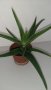 Продавам АЛОЕ ВЕРА , снимка 2