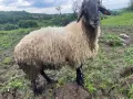 Продавам Млад Овен дебел и работещ, снимка 5