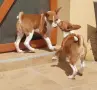 Басенджи кученца, снимка 2