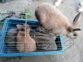 Млади зайчета, снимка 5