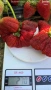 Разсад ягоди , снимка 9
