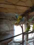 Вълнисти папагали , снимка 3