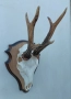 Трофей от сръндак.Рога., снимка 2