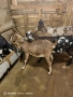 Чистокръвни англонубийски кози, снимка 1