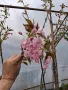 Плачеща японска вишна kiku shidare zakura, снимка 6