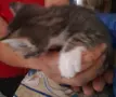 Вземете своето малко котенце подарък, снимка 6