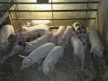 малки прасенца на 43 дни, снимка 1