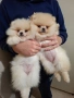 Померан малък шпиц момичета, снимка 2