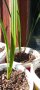 Финикова палма, снимка 1 - Стайни растения - 40392031