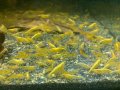 Жълти скариди, Yellow Shrimps, снимка 1 - Рибки - 40658195