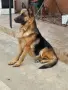 Дива си търси грижовни стопани , снимка 7