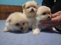 продавам малки кученца 2 момчета и 1 момиче Шпиц померан , снимка 2
