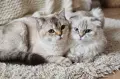 Дългокосместа шотландска и британче , снимка 3