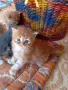 Сибирски котенца, сибирче, хипоалергично, коте, сибирска котка, снимка 5