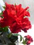 Хибискус , Китайска роза, снимка 2
