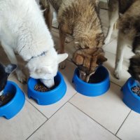 ЧЕРЕН ПЕТЪК!!!Премиум храна за кучета и котки!