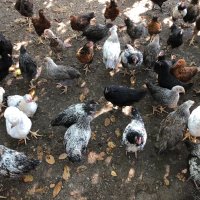Катунски пилета и кокошки , снимка 16 - Кокошки и пуйки - 41230194