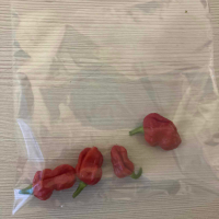 Люти чушки - Carolina Reaper - Каролина Рийпър - Най - лютите чушки в света, снимка 5 - Домашни продукти - 44716784